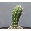 Cactus 7,08 po