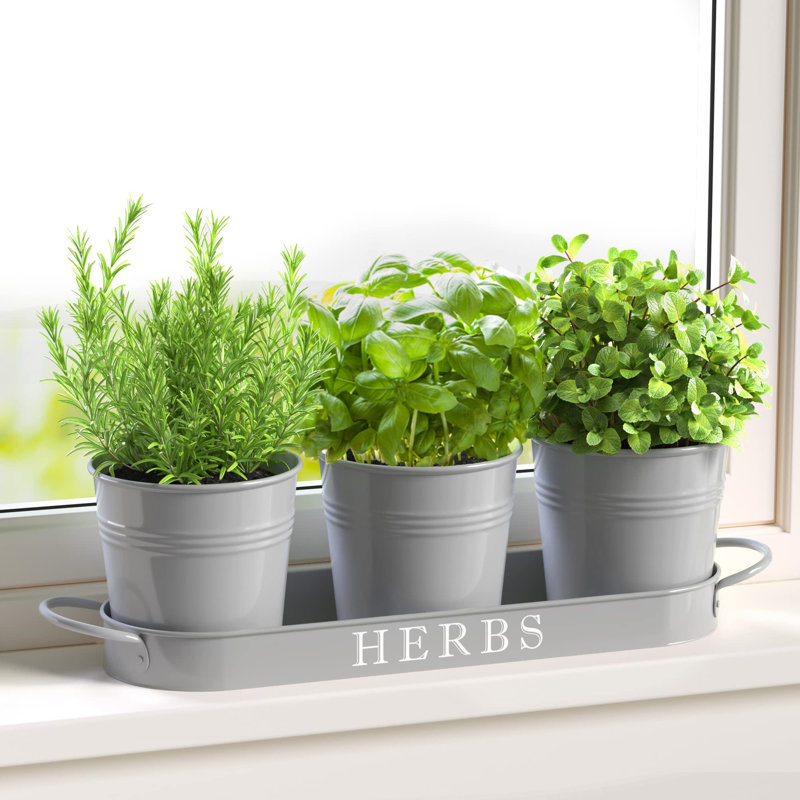 Ensemble de jardinières d'intérieur avec plateau, Gris froid