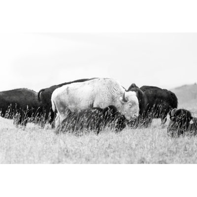 «Spirit White Buffalo» par John Morrison