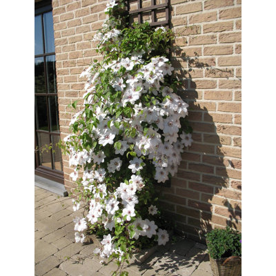 Clematis Snow Queen - Live Plant in a 4 Inch Growers Pot - Clematis 'Snow Queen' - Starter Plants Ready for The Garden - Beautiful White Flowering Vine