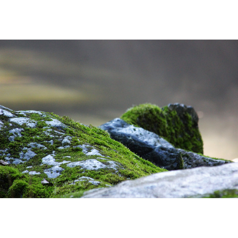 Moss Covered Rocks - Photographie sur toile tendue, H 24 po x l 36 po