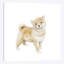 « shiba shiba chiot », impression sur toile-31857491-73211671-73211672