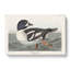 Golden-Eye Duck - Wrapped Canvas Painting-55366217