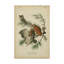 « petit duc hibou », reproduction d’impression sur toile tendue-33523296