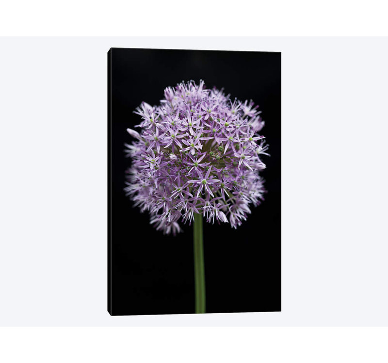 « allium floral », impression sur toile, H 26 po x l 18 po x P 1,5 po, Toile tendue, Pas de tapis
