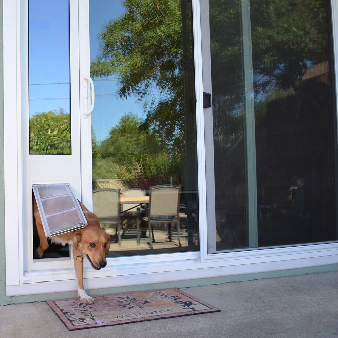 Dog glass outlet door