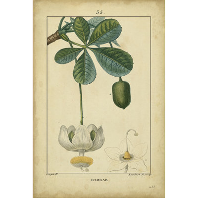 Vintage Turpin Botanical II by Turpin - Wrapped Canvas Art Prints