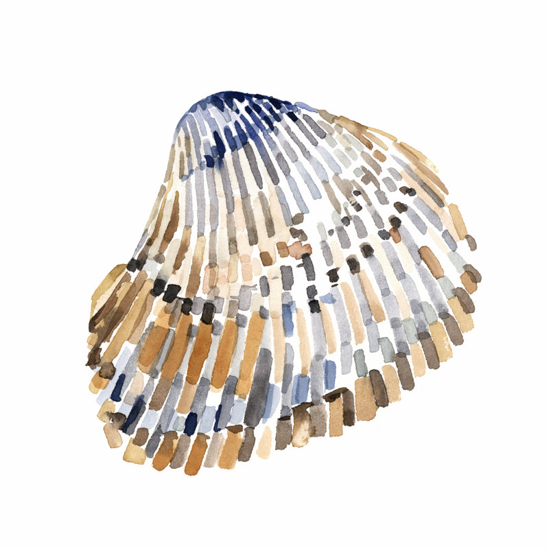 Coquilles simples II, H 12 po x l 12 po