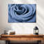 Rose bleue Harnek en gros plan-108705698