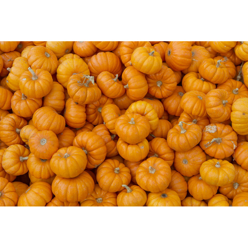Miniature Pumpkins by 2_Scoops, 24" H x 36" W