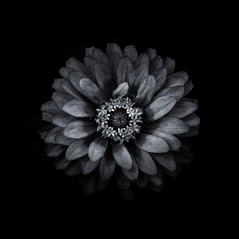 Black And White Zinnia II by Brian Carson - Wrapped Canvas Art Prints, 30cm H x 30cm W