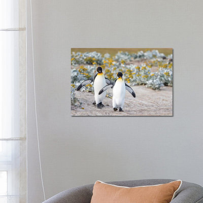 King Penguin, Falkland Islands. by Martin Zwick - Wrapped Canvas Print