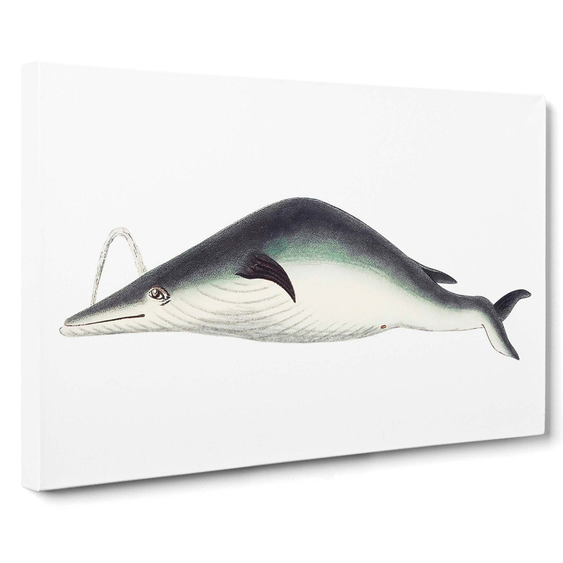 Whale by George Shaw - Wrapped Canvas, 35cm H x 50cm W x 3cm D