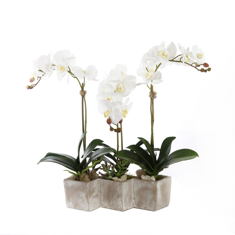 Three Sisters Real Touch Orchid Centerpiece in Pot