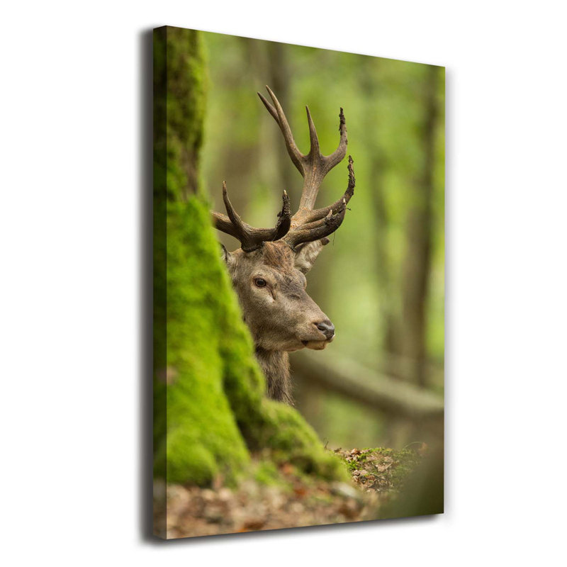 Deer - Wrapped Canvas Print