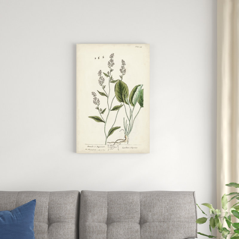 Herbes antiques V, H 30 po x l 20 po