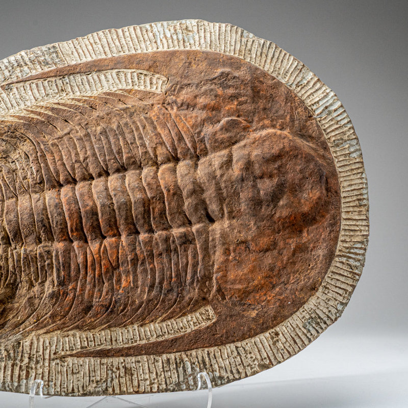 Genuine Trilobite (Ptychopariida) Fossil On Matrix (17 Lbs)