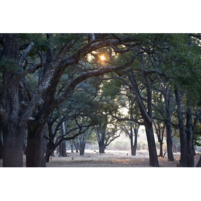 «Ebony Tree Forest» par Pietlouw - photographie sur toile tendue
