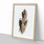 Australian Spine-Tailed Swallows by Elizabeth Gould - Framed Print-55456712-55456709