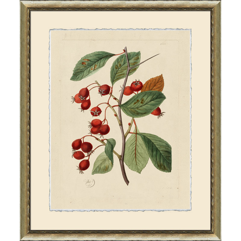 Wilts Red Berries V Framed Graphic Art