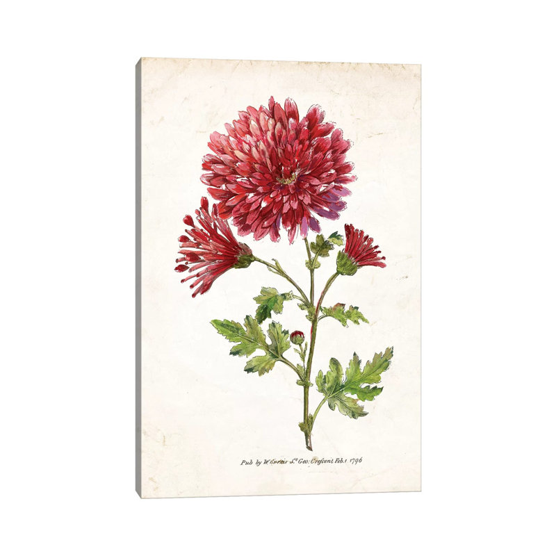 Botanical III by Nan - Wrapped Canvas Print, 30.48cm H x 20.32cm W x 1.91cm D