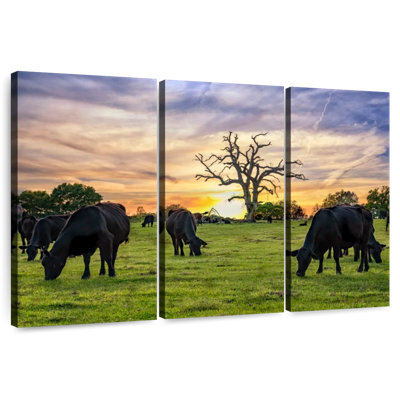 Brampt broutant Aberdeen Angus