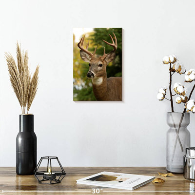 Whitetail Buck