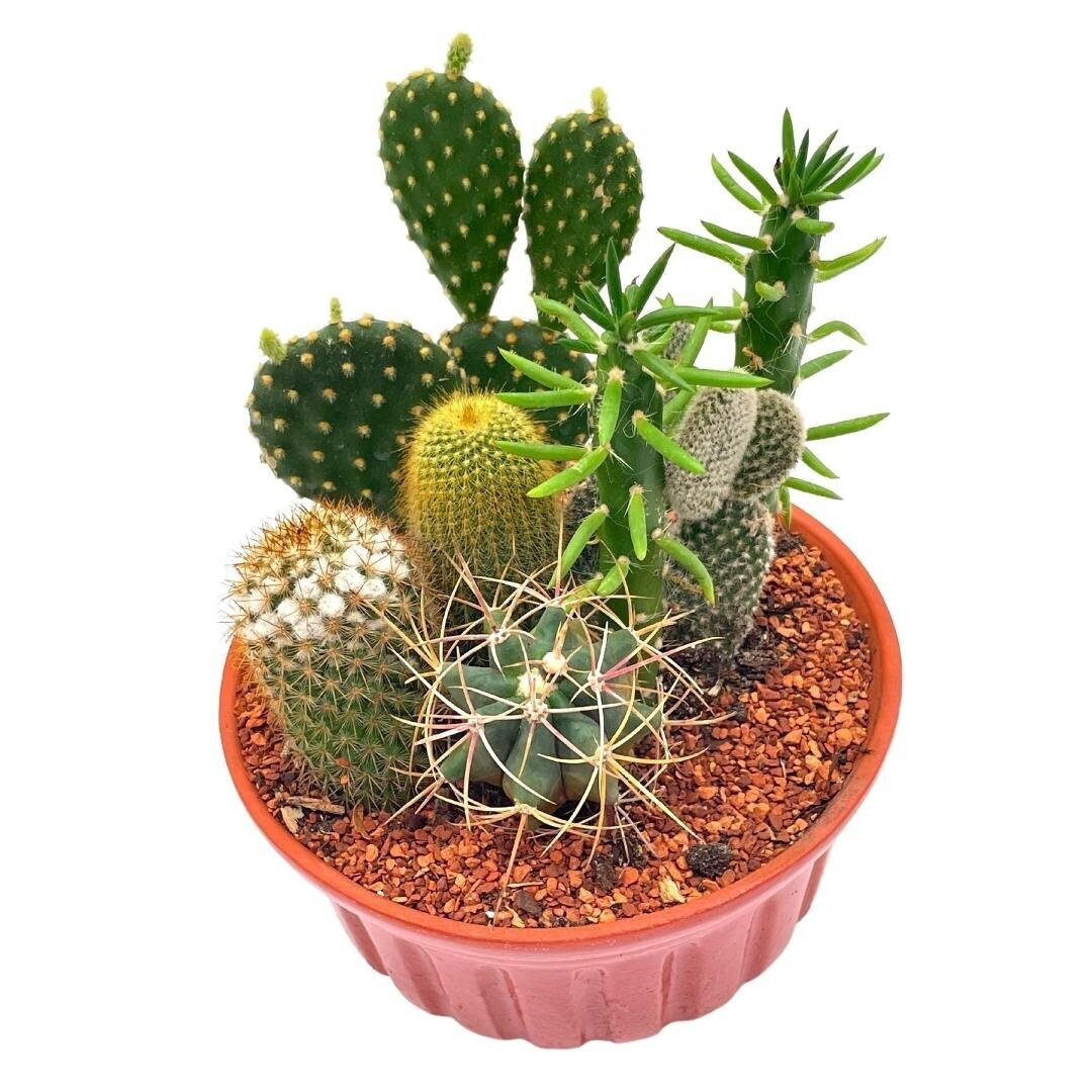 Desk Gift Terra Cotta Mini Cactus FREE SHIPPING