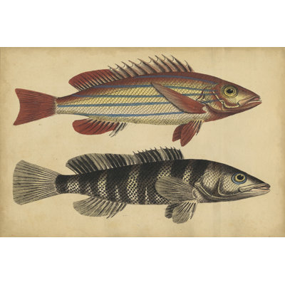 Espèces de poissons III