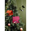 Picoti Bird Feeder-2123727504