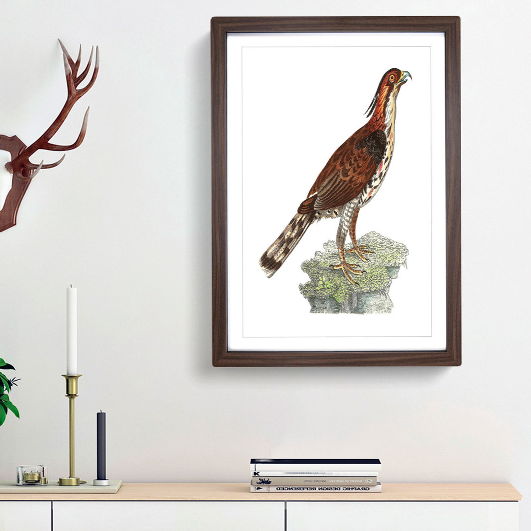 Falcon by George Shaw - Framed Print