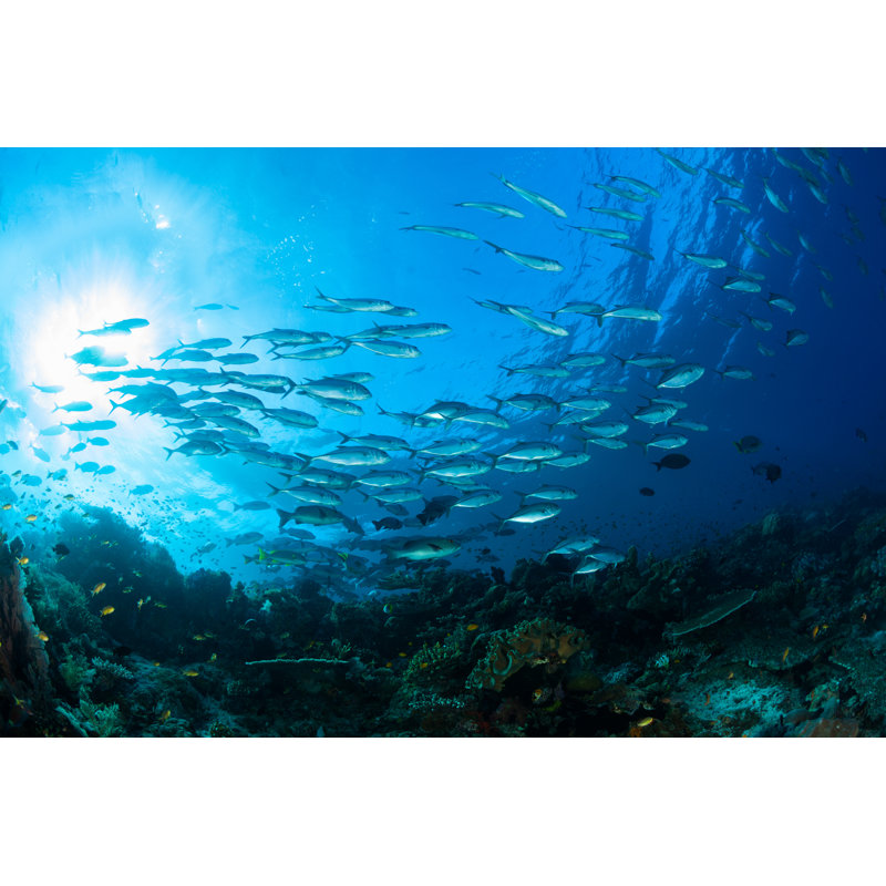 Fish by Ifish - No Frame Art Prints on Canvas, 30cm H x 46cm W