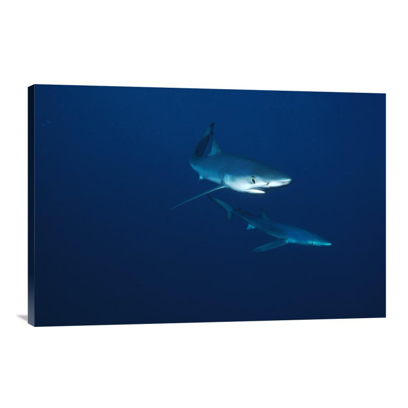 " Blue Shark Pair Underwater, California ", 20" H x 30" W, Wrapped Canvas