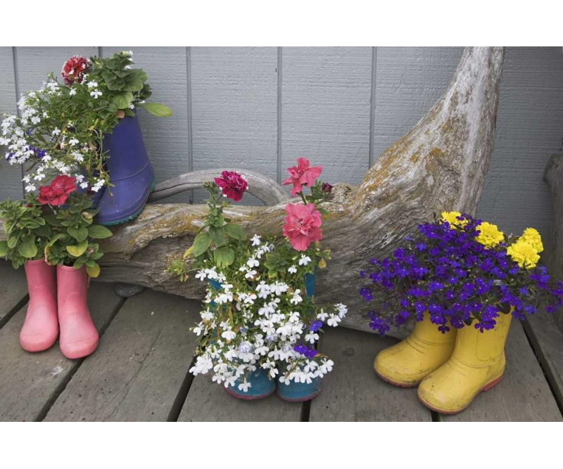 Art sur toile tendue par Flaherty, Dennis Gallery: Alaska, bottes en caoutchouc Homer utilisées comme pots de fleurs