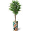 75 plantes-97992055