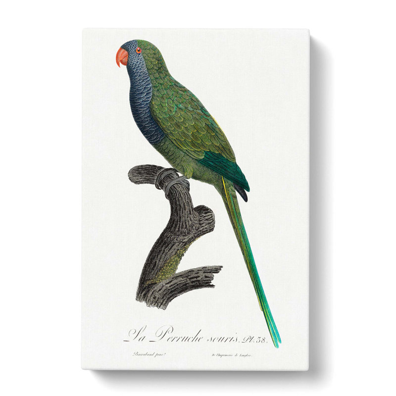 Monk Parakeet by F. Levaillant - Wrapped Canvas Painting, 76cm H x 50cm W x 3cm D