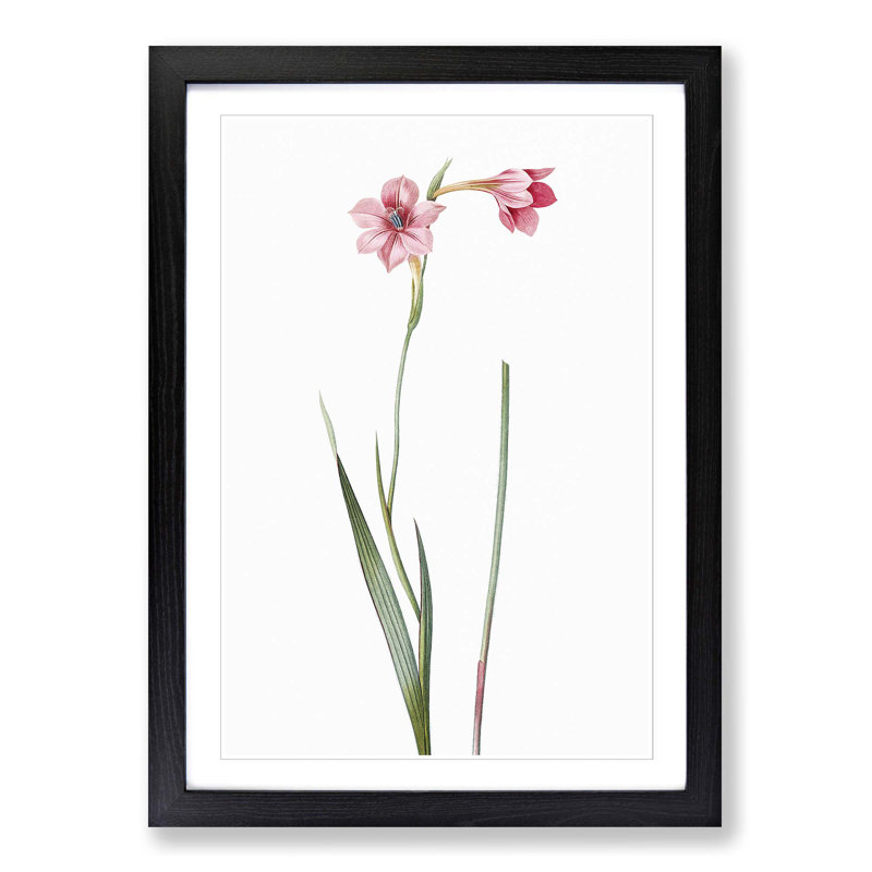 Pink Sword Lily by Pierre-Joseph Redoute - Picture Frame Painting Print, Black Framed, 36cm H x 27cm W x 2cm D