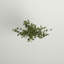 Branches de bourgeons en feuillage en pot