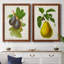 Antique Fruit VI - ensemble de 2 reproductions d'art sur toile-1486539676-1486539677