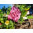 Floral Garden Wreath