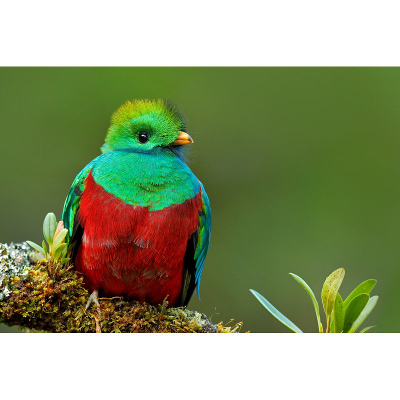 Resplendent Quetzal - Photographie sur toile tendue, H 8 po x l 12 po