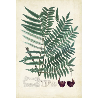 Collected Ferns VIII - Wrapped Canvas Painting