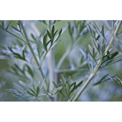 " Mugwort Plants " by Nevaf