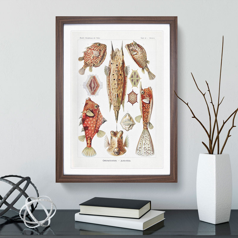 Selection of Fish by Ernst Haeckel - Picture Frame Graphic Art, Walnut Framed, 36cm H x 27cm W x 2cm D