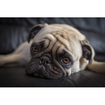 Puk Pukster, the Pug, Contemplates Her Day by Terryj