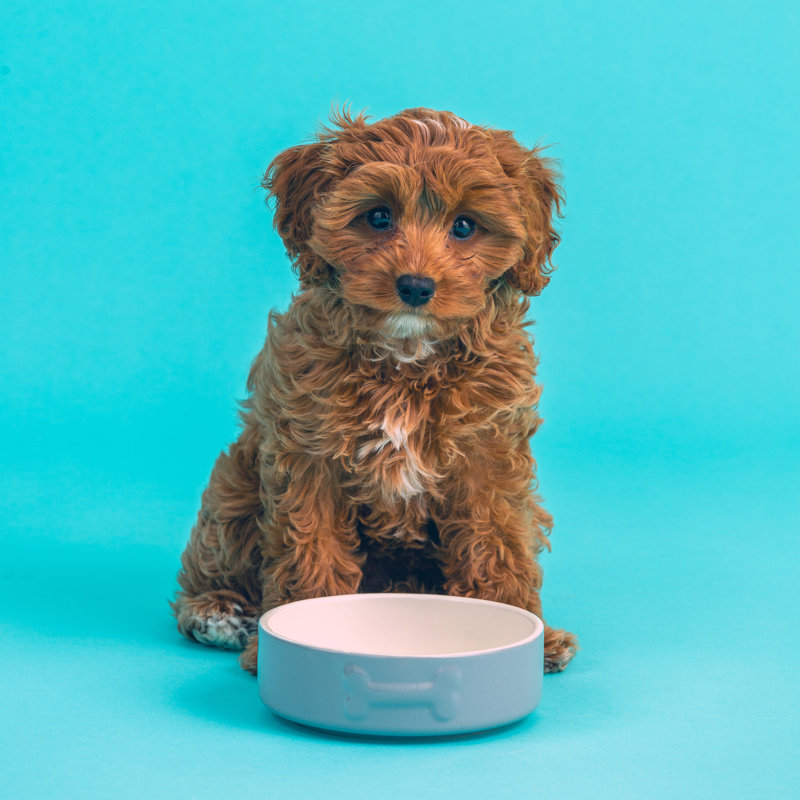 Petsware Dog Bowls, 2cm H x 15cm W x 15cm D, Grey