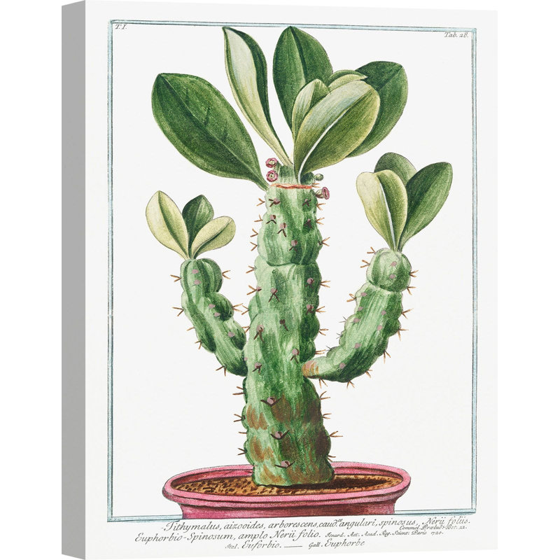 Euphorbio-Spinosum by Giorgio Bonelli - Art Prints on Canvas, 80cm H x 60cm W x 4cm D