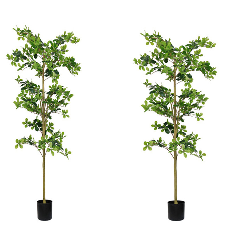 2pcs 71inch Black Olive Tree