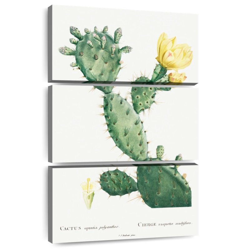 Harnek, aloès, Opuntia Polyanthos, image de l'histoire des plantes grasses, H 45 po x l 28 po