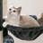 Cellestine 68.1'' H Cat Tree-944714099
